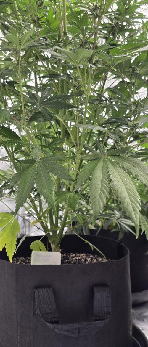 Tropicana cookies auto fastbuds42. Week 3
