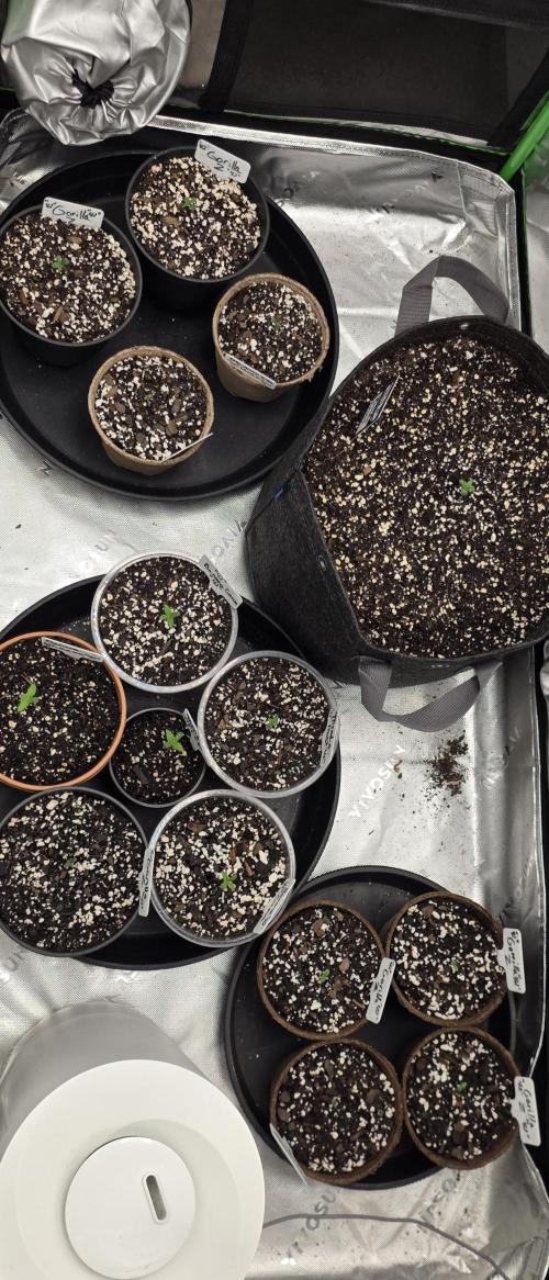 Fastbuds42 Grow. Week 1