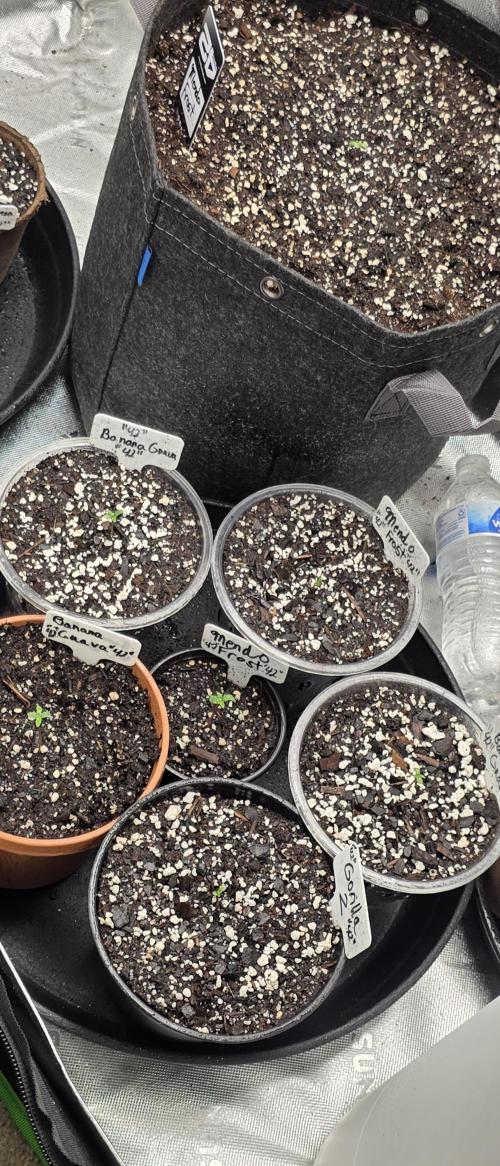 Fastbuds42 Grow. Week 1