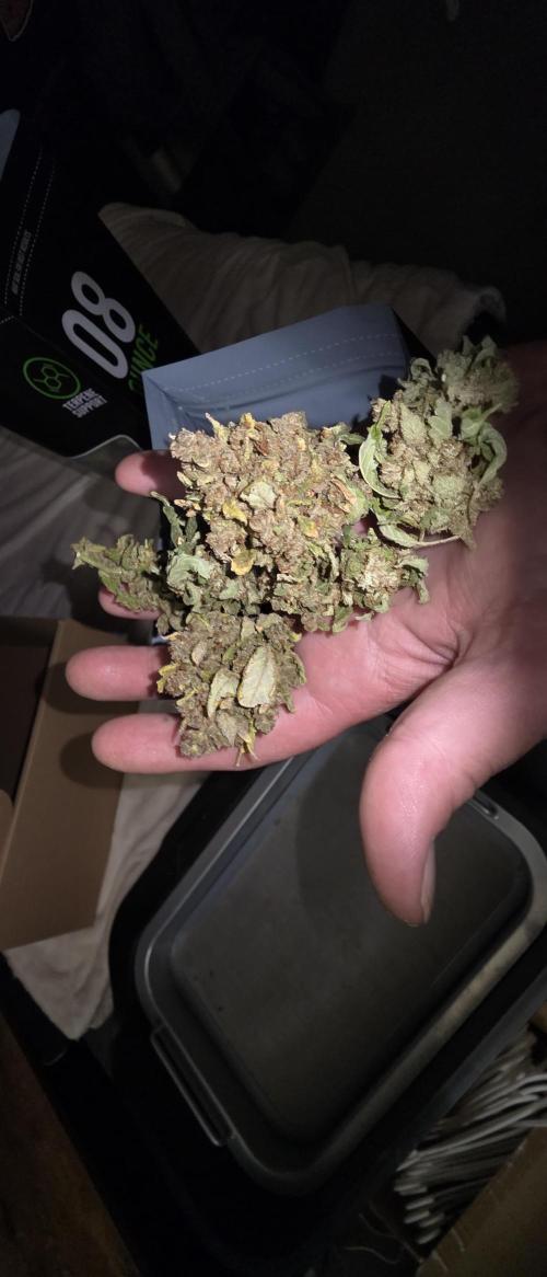 Gorilla cookies auto (fastbuds genetics). Week 12