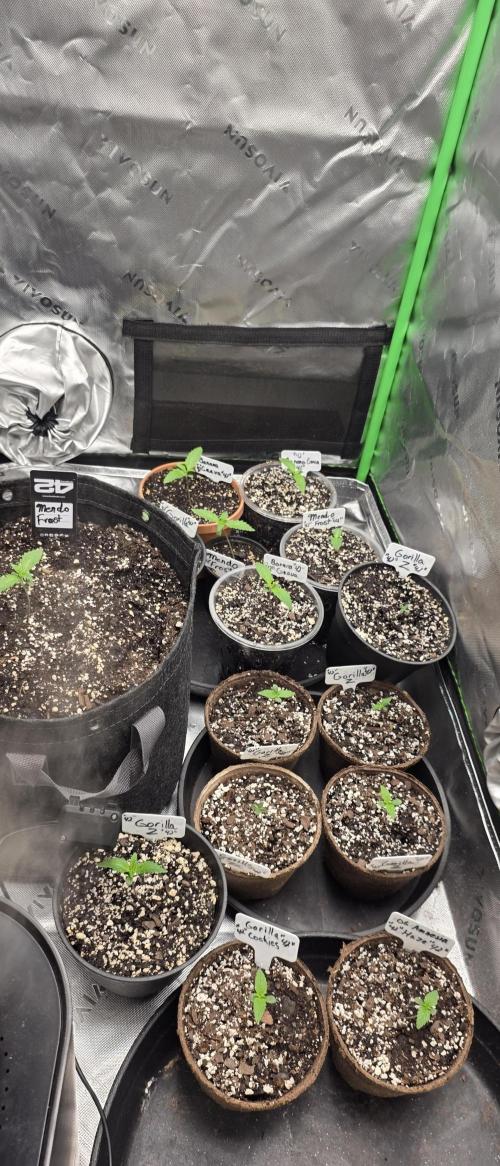 Fastbuds42 Grow. Week 3