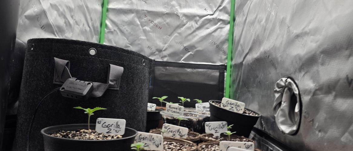 Fastbuds42 Grow. Week 3