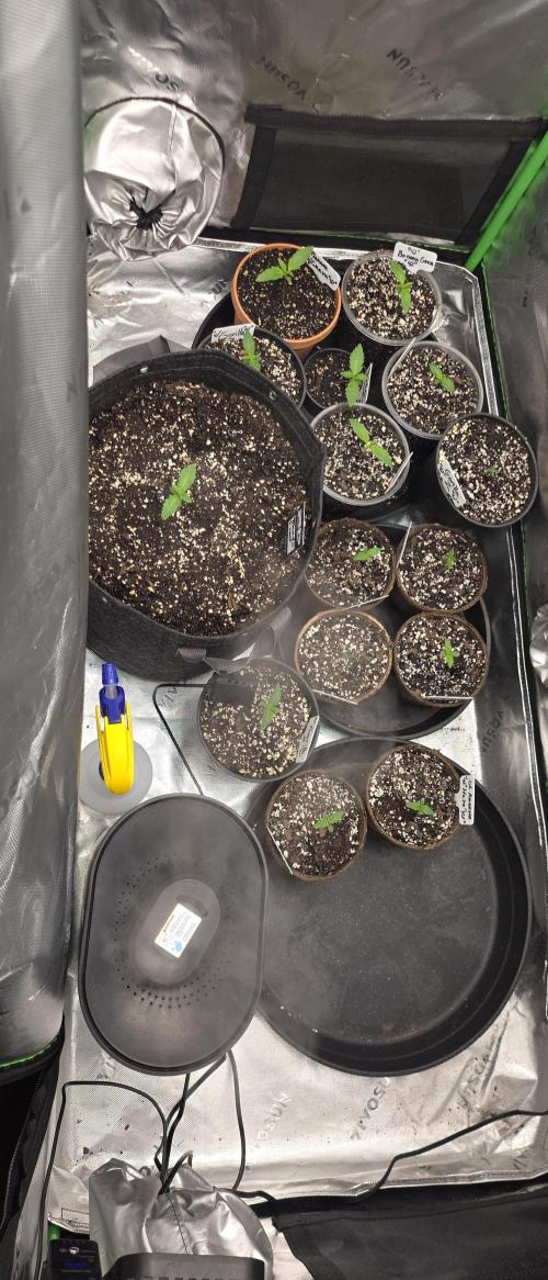 Fastbuds42 Grow. Week 3