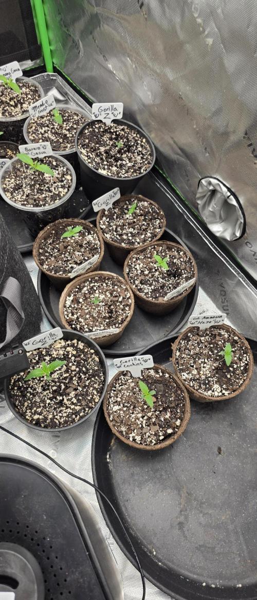 Fastbuds42 Grow. Week 3