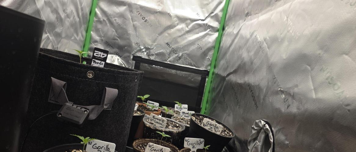 Fastbuds42 Grow. Week 3