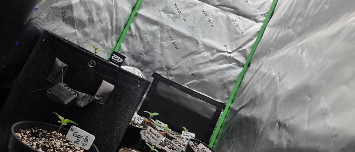 Fastbuds42 Grow. Week 3