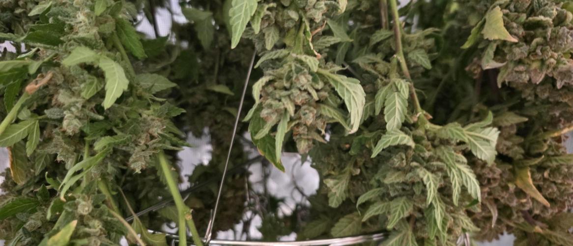 Gorilla cookies auto (fastbuds genetics). Week 12