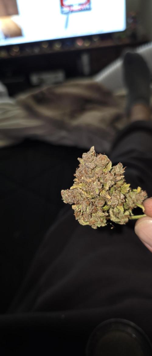 Gorilla cookies auto (fastbuds genetics). Week 12