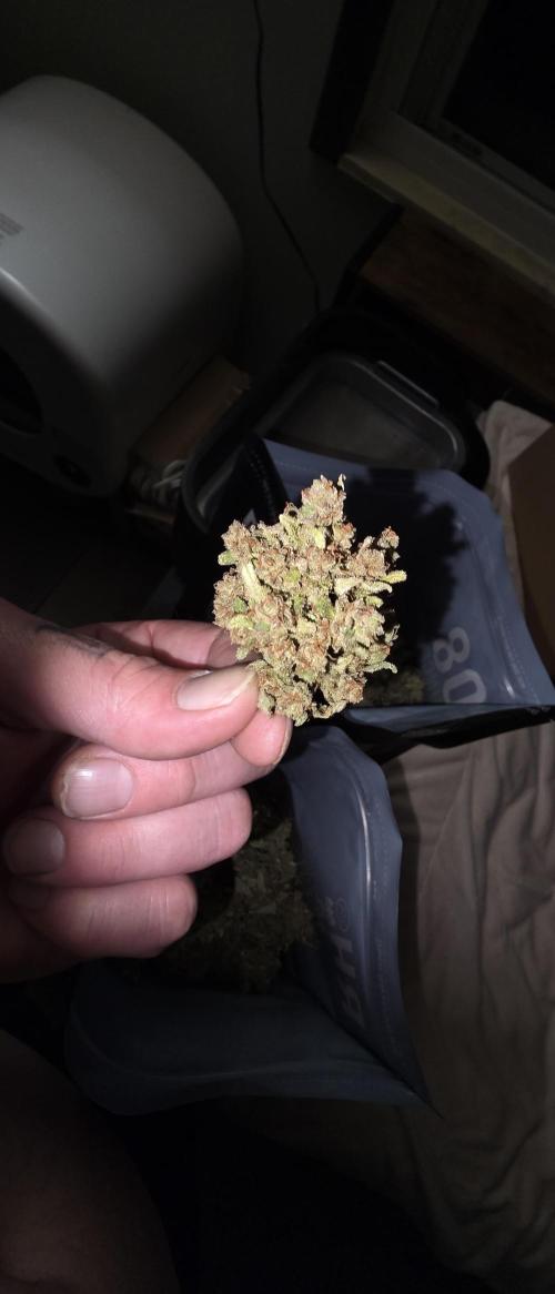 Gorilla cookies auto (fastbuds genetics). Week 12