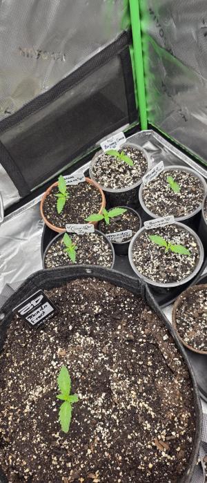 Comment by GroveportGreenthumb photo #1