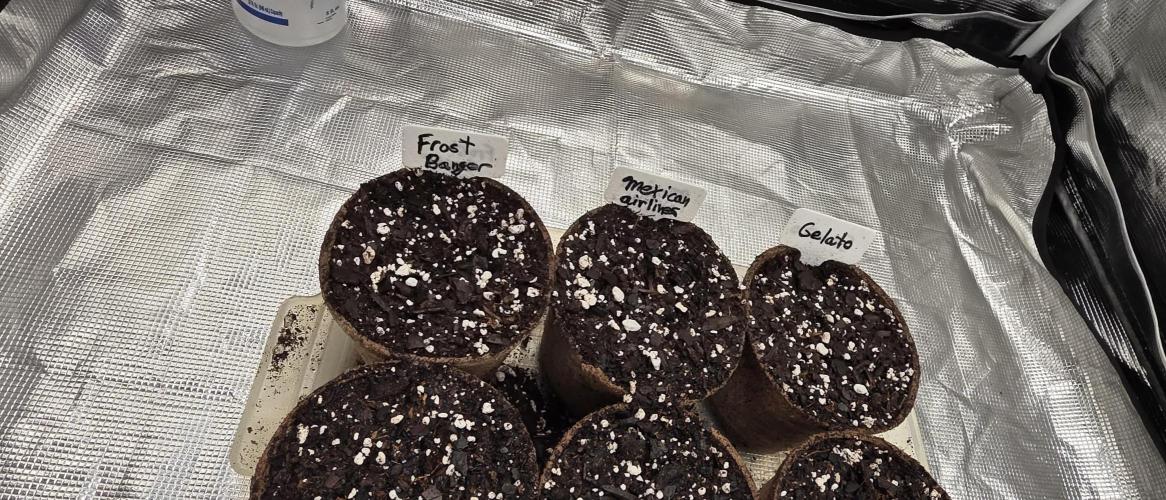 Fastbuds42 grow 3. Week 0