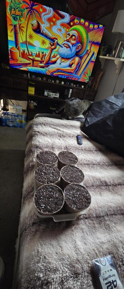 Fastbuds42 grow 3. Week 0