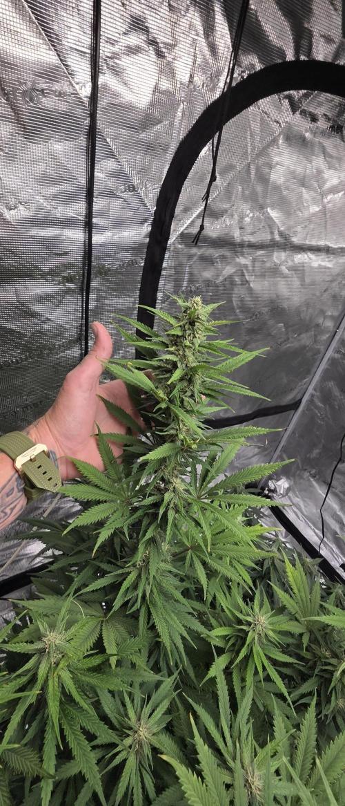 Tropicana cookies auto fastbuds42. Week 5