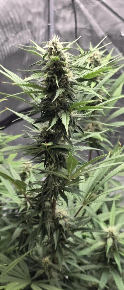 Tropicana cookies auto fastbuds42. Week 5