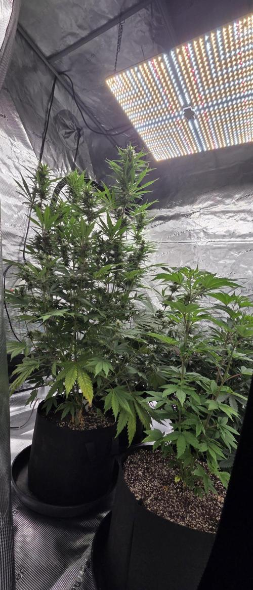 Tropicana cookies auto fastbuds42. Week 5