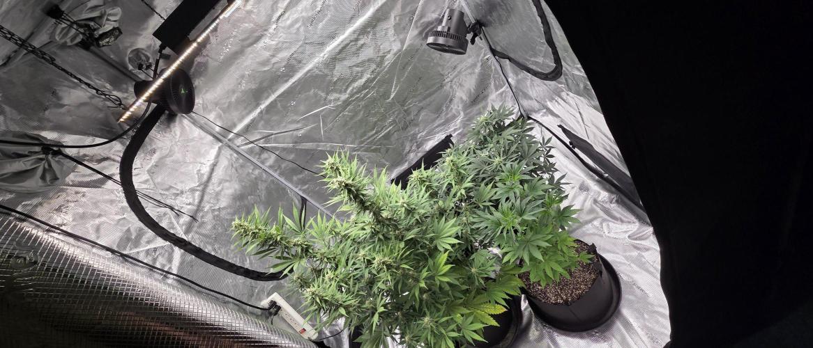 Tropicana cookies auto fastbuds42. Week 5