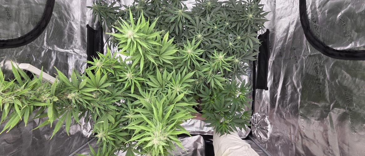 Tropicana cookies auto fastbuds42. Week 5