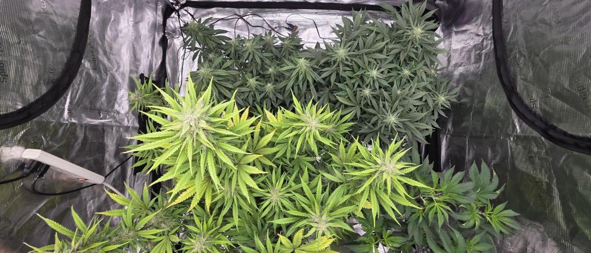 Tropicana cookies auto fastbuds42. Week 6