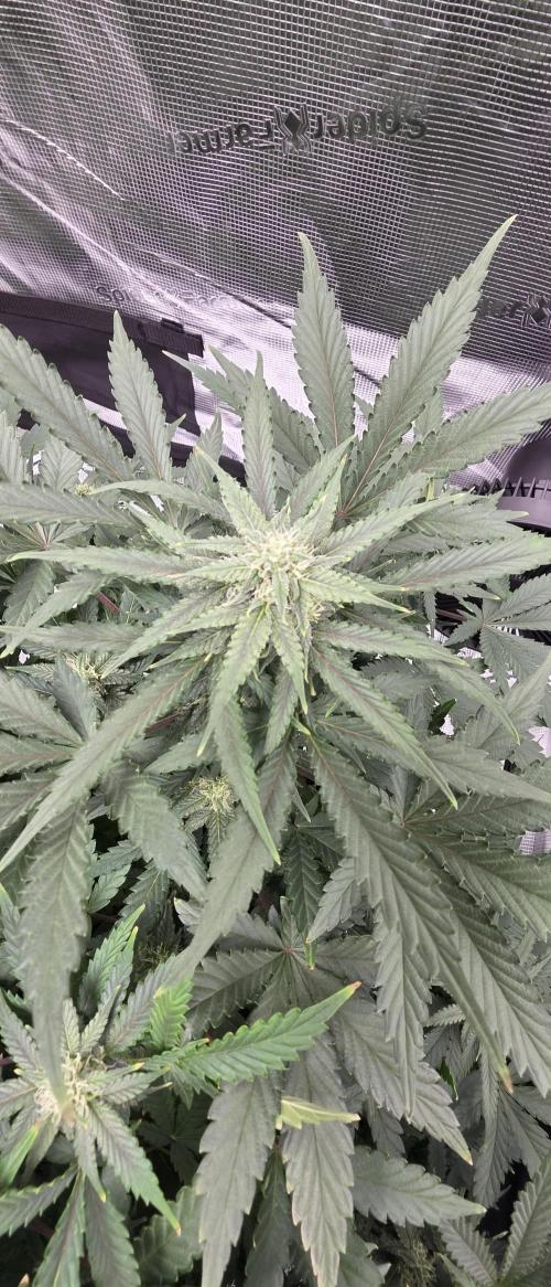 Tropicana cookies auto fastbuds42. Week 6