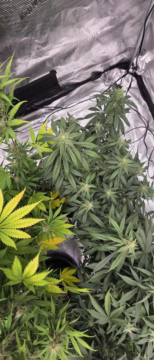 Tropicana cookies auto fastbuds42. Week 6