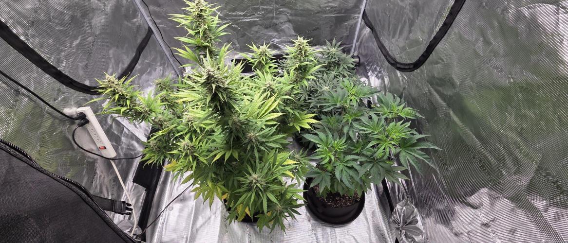 Tropicana cookies auto fastbuds42. Week 6