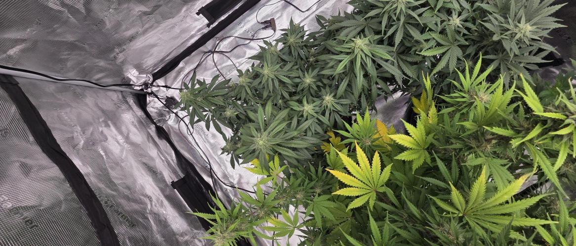 Tropicana cookies auto fastbuds42. Week 6
