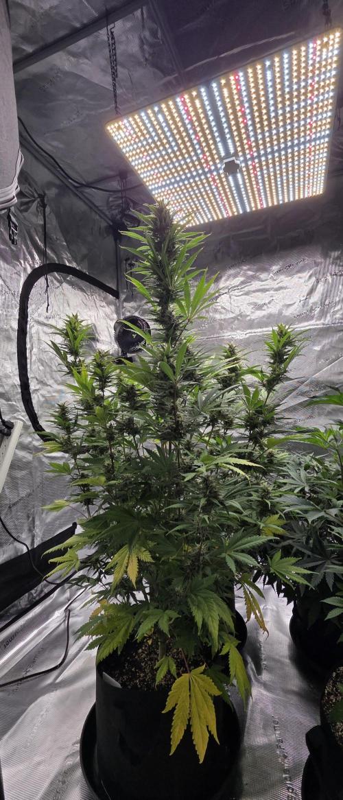 Tropicana cookies auto fastbuds42. Week 6