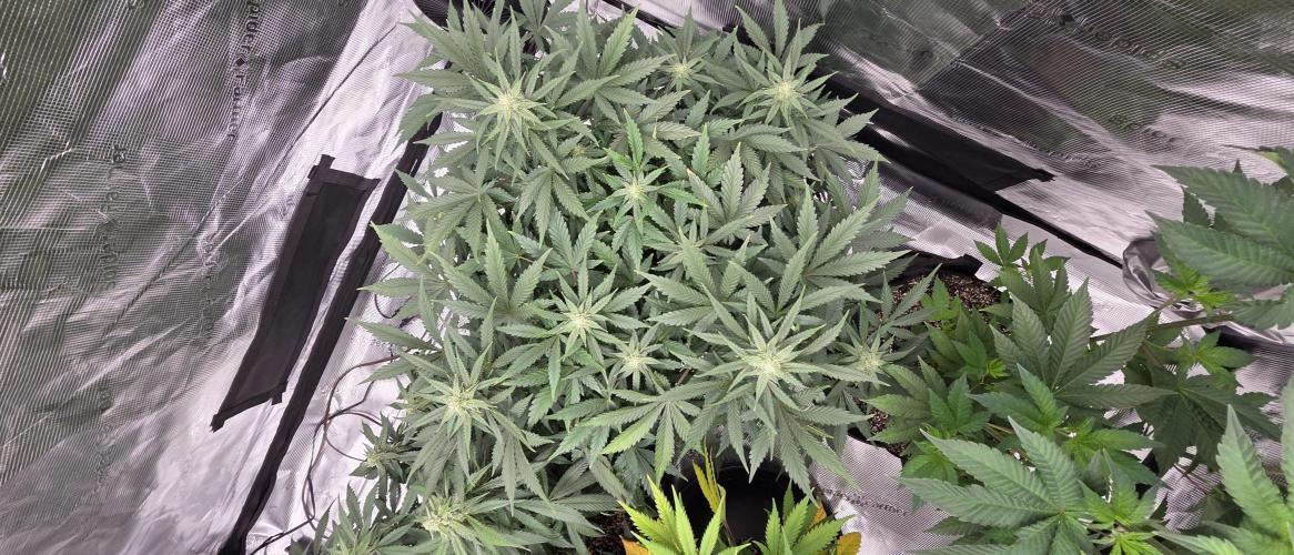 Tropicana cookies auto fastbuds42. Week 6