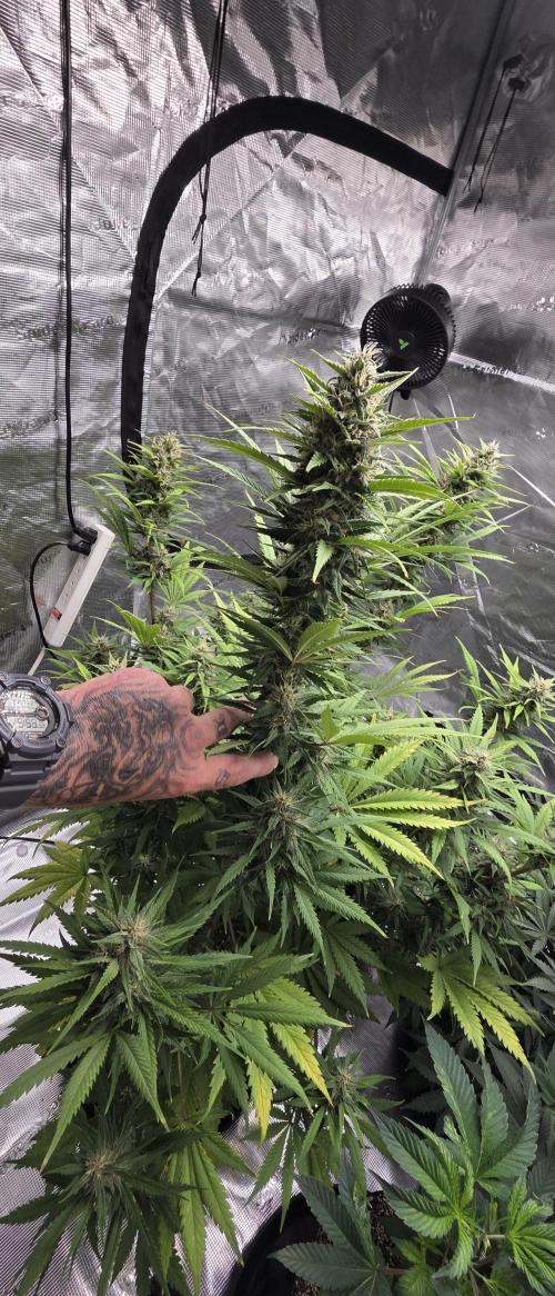 Tropicana cookies auto fastbuds42. Week 6