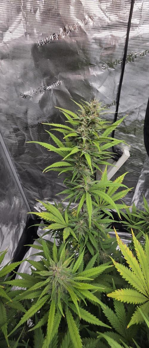 Tropicana cookies auto fastbuds42. Week 6
