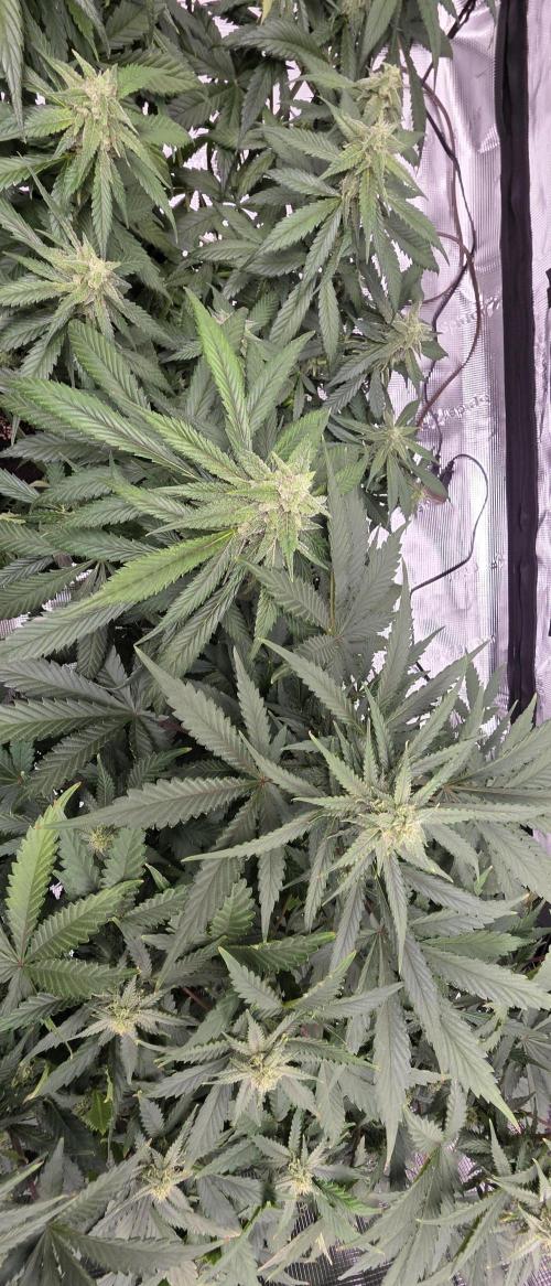 Tropicana cookies auto fastbuds42. Week 6