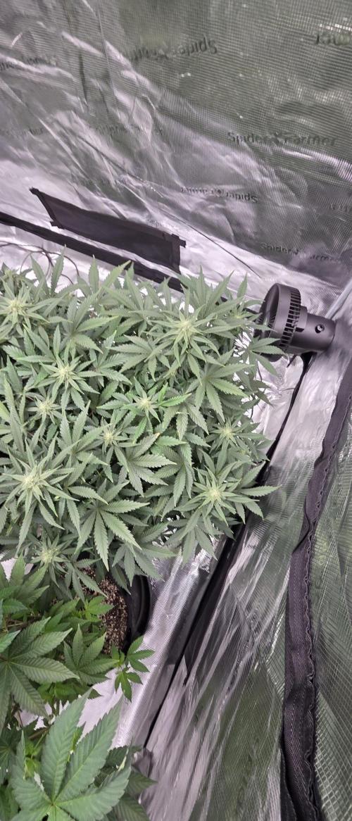 Tropicana cookies auto fastbuds42. Week 6