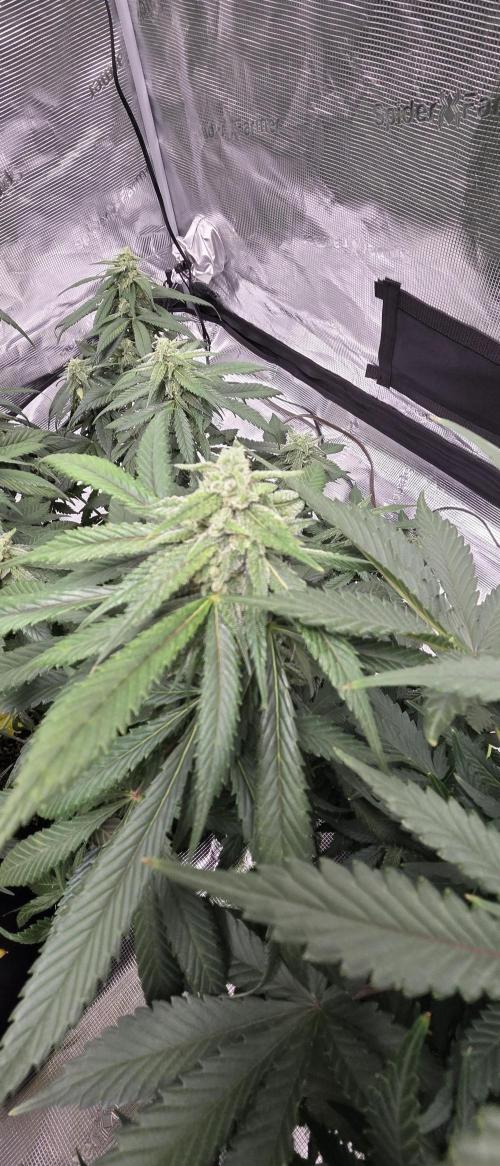 Tropicana cookies auto fastbuds42. Week 6