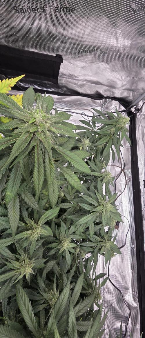 Tropicana cookies auto fastbuds42. Week 6