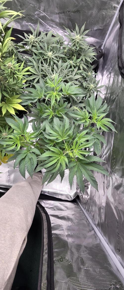 Pheno dirty birds. Week 6