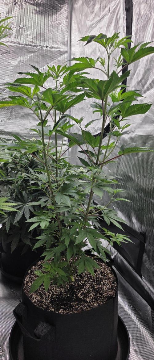 Pheno dirty birds. Week 6