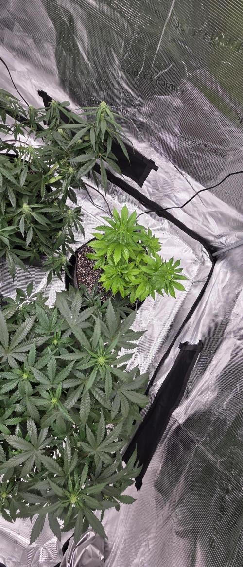 Pheno dirty birds. Week 6