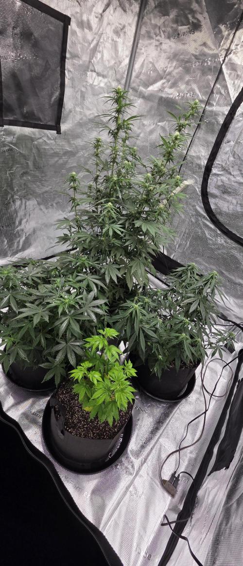 Black Phoenix. Week 6