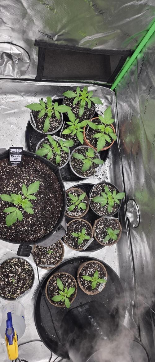 Fastbuds42 Grow. Week 4