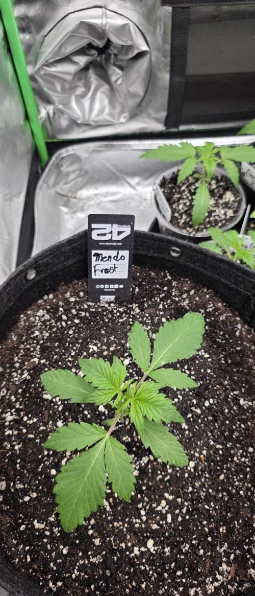 Fastbuds42 Grow. Week 4