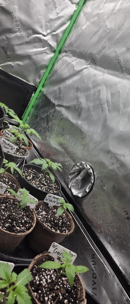Fastbuds42 Grow. Week 4