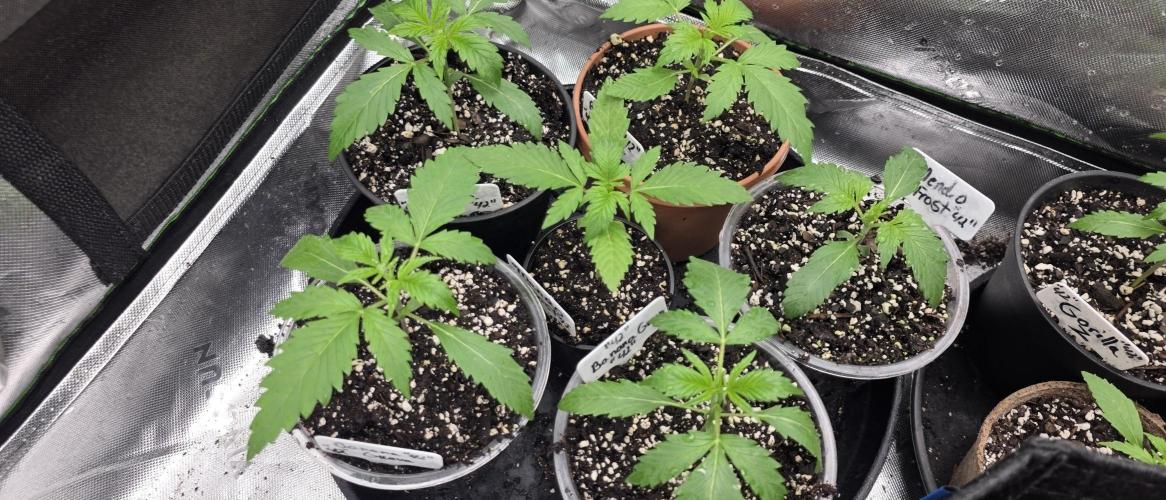 Fastbuds42 Grow. Week 4