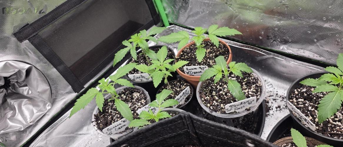 Fastbuds42 Grow. Week 4