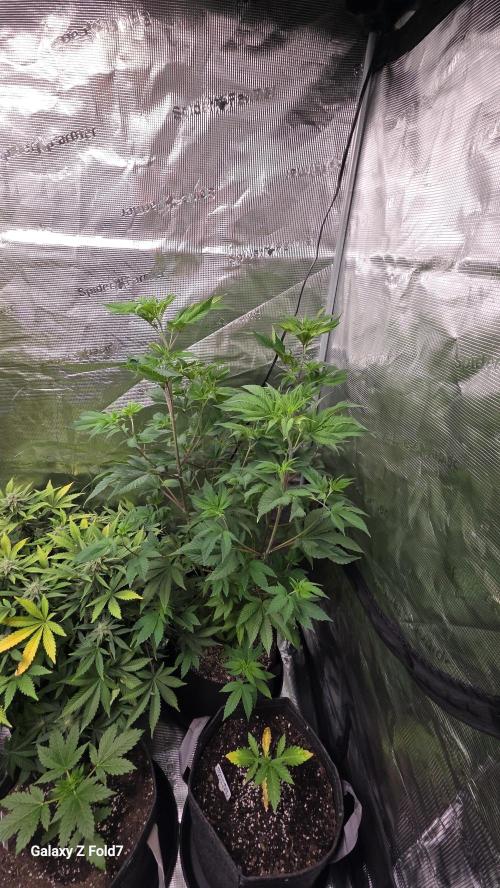 Pheno dirty birds. Week 7