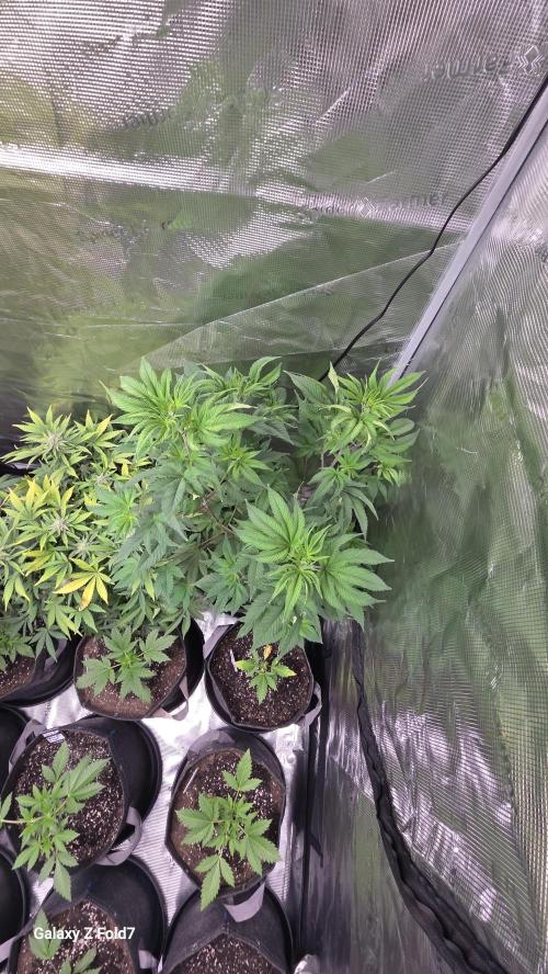 Pheno dirty birds. Week 7