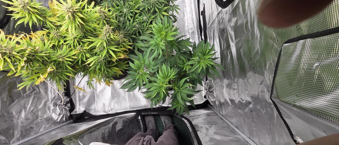 Pheno dirty birds. Week 7