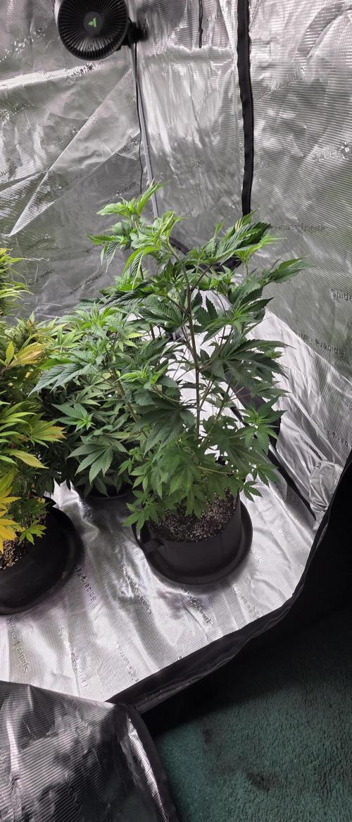 Black Phoenix. Week 7