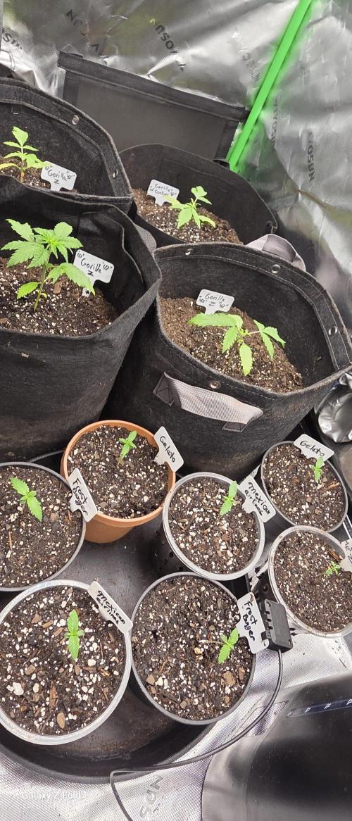 Fastbuds42 Grow. Week 5