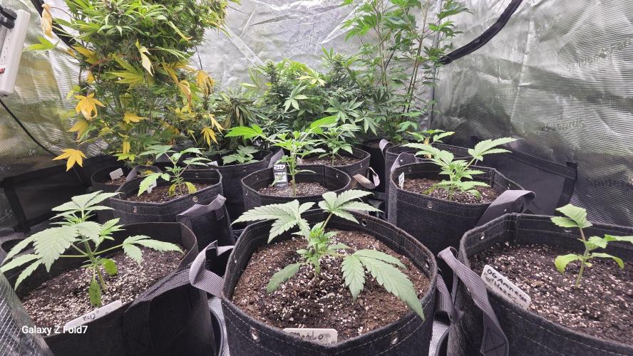Fastbuds42 Grow. Week 5 - I just added these to my bigger tent.So it's just smaller plants