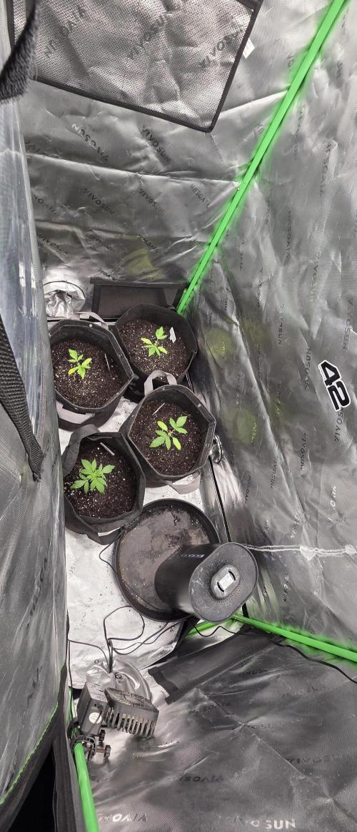 Fastbuds42 Grow. Week 5
